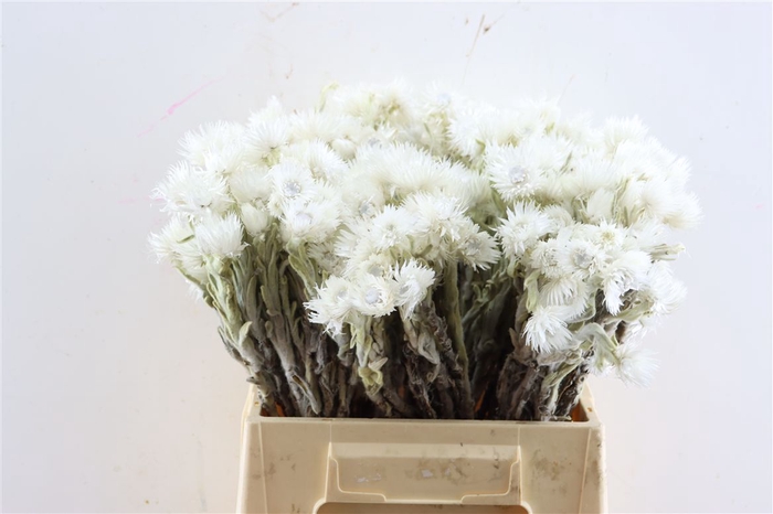 <h4>Kaaps Cape Snow P Bunch</h4>
