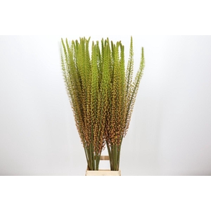 Eremurus Rumba