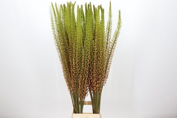 <h4>Eremurus Rumba</h4>