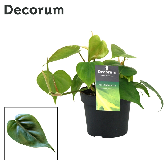 <h4>Philondendron Scandens DECORUM</h4>