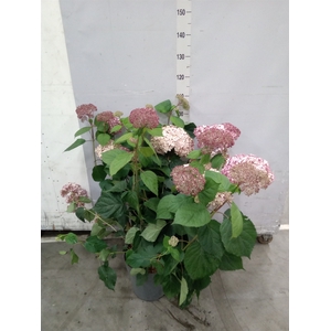 Hydrangea arbor.