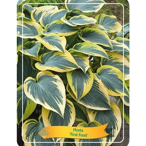 Hosta 'First Frost' P11