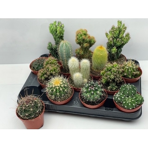 CACTUS GEM