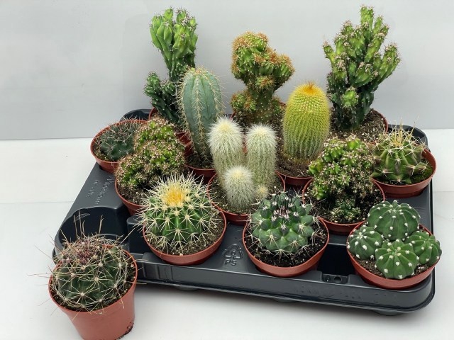 <h4>CACTUS GEM</h4>