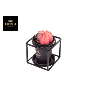 Gymno Variegated in design frame