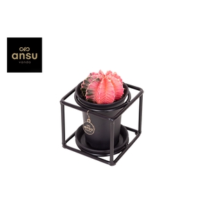 Gymno Variegated in design frame