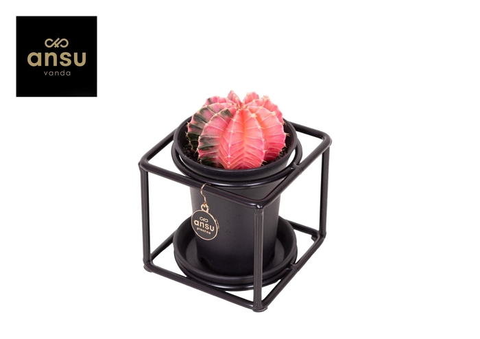 <h4>Gymno Variegated in design frame</h4>