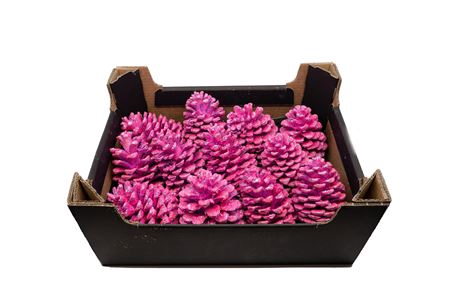 <h4>PINECONE MARITIMA PINK</h4>