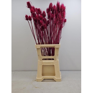 GESTABILISEERD KAARDEBOL CERISE