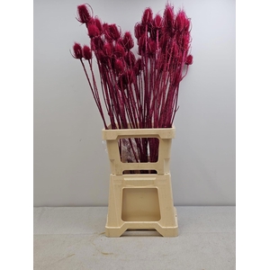 GESTABILISEERD KAARDEBOL CERISE