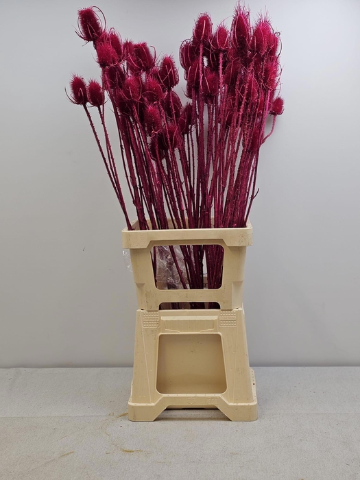 <h4>GESTABILISEERD KAARDEBOL CERISE</h4>