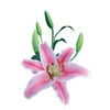 LIRIO SORBONNE 090 CM HT 3/5 FLS