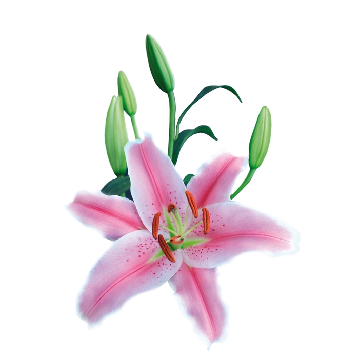 LIRIO SORBONNE 090 CM HT 3/5 FLS