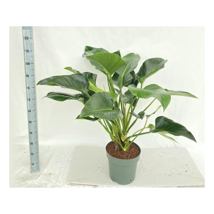<h4>PHIL GREEN BEAUTY</h4>