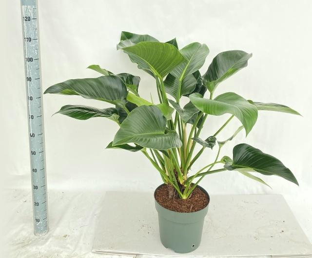 <h4>PHIL GREEN BEAUTY</h4>