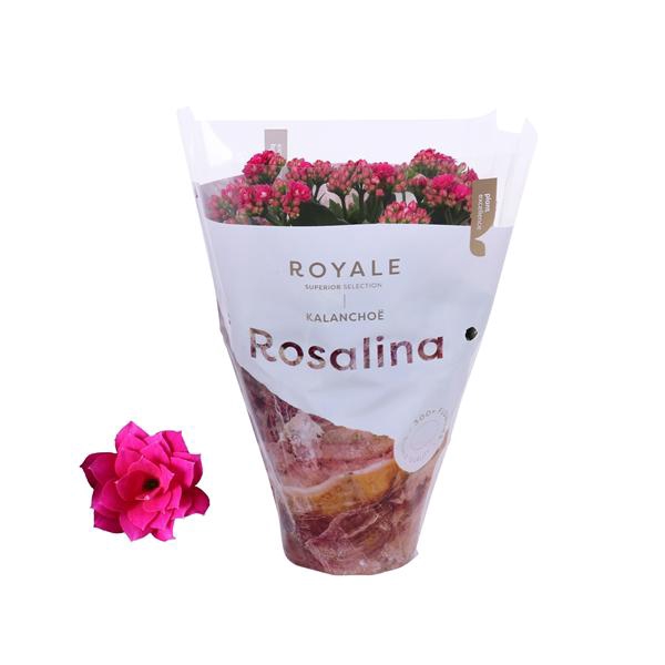 <h4>Kalanchoe Rosalina 12cm Royale Victorio paars</h4>