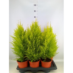 Cupressus macro. 'Goldcrest Wilma'