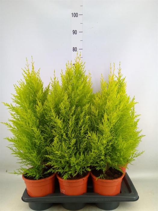 <h4>Cupressus macro. 'Goldcrest Wilma'</h4>