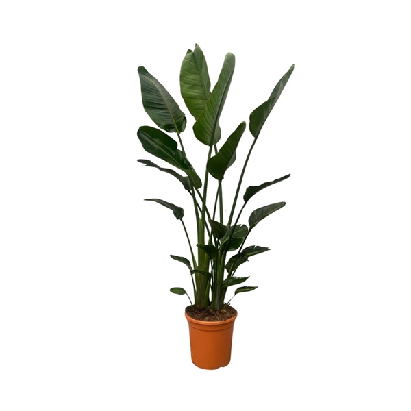 <h4>Strelitzia Nicolai XXL - nr. 2 - 200cm</h4>