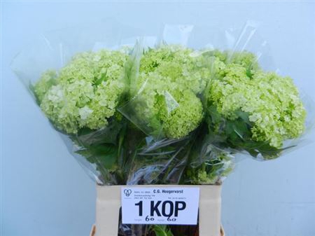 <h4>Viburnum Roseum St 1-2</h4>