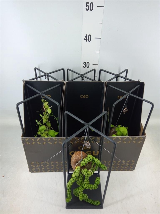 <h4>Dischidia nummul.</h4>