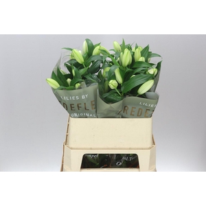 Lil Or Double Bowl Of Beauty