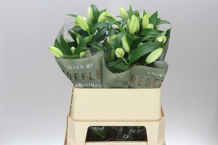 <h4>Lil Or Double Bowl Of Beauty</h4>