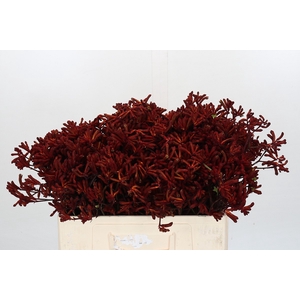 Kangaroo Paw Red Velvet