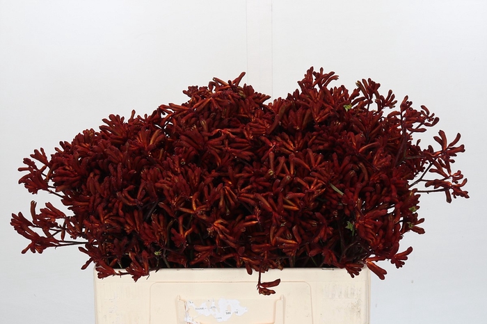 Kangaroo Paw Red Velvet