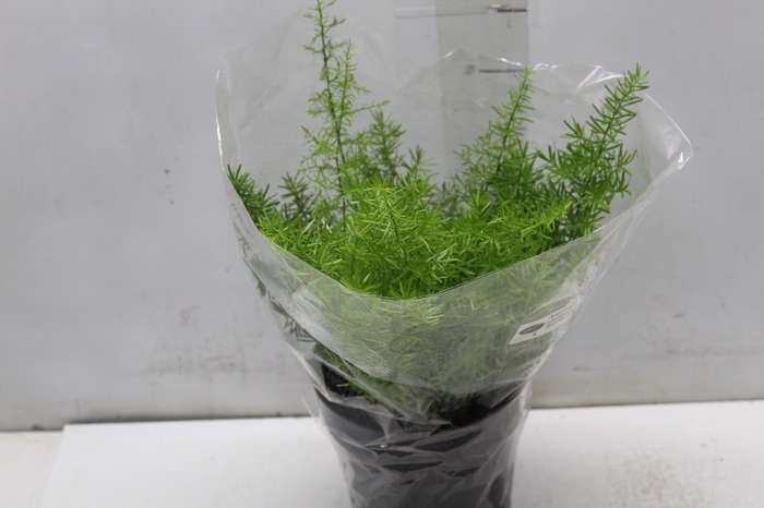 <h4>ASPARGO ALFINETE P17</h4>
