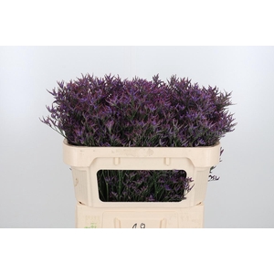 Lim Safora Dark Blue