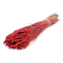 .Triticum red