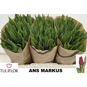 TU EN ANS MARKUS