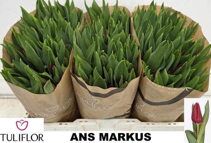 <h4>TU EN ANS MARKUS</h4>