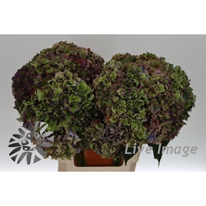 Hydrangea rodeo classic