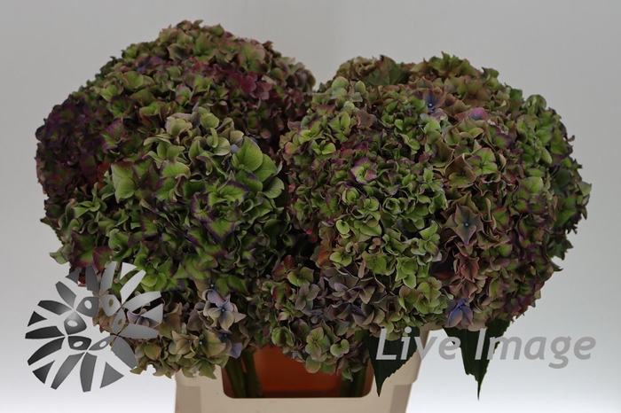 <h4>Hydrangea rodeo classic</h4>