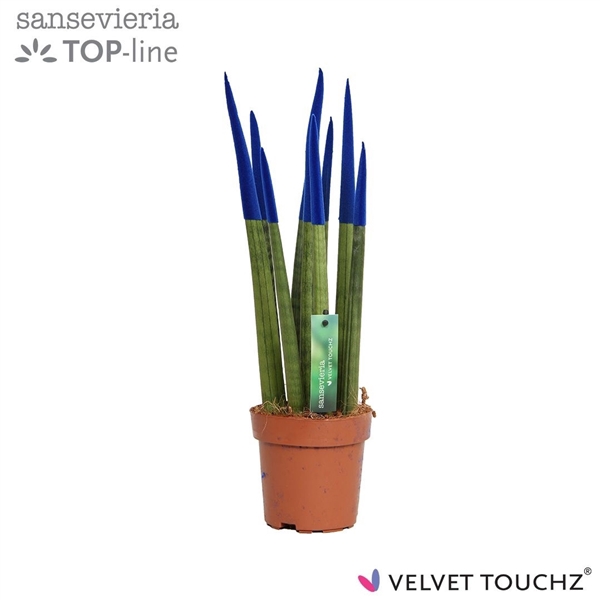 <h4>Sansevieria VELVET TOUCHZ® Blauw</h4>
