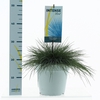 Festuca glauca Intense Blue® P23
