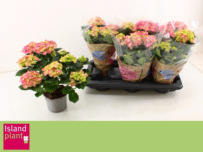 <h4>HYDR M EARLY ROSA</h4>