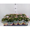 Kalanchoe blos.   ..rosebud mix  4