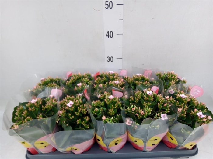 Kalanchoe blos.   ..rosebud mix  4