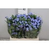 Myos Blauw Atlantis