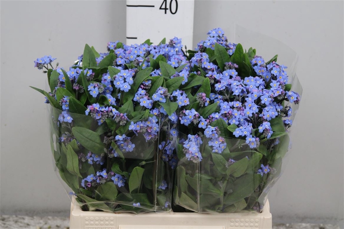 Myos Blauw Atlantis