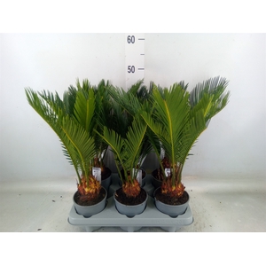 Cycas revoluta
