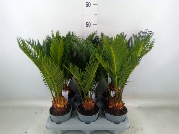 <h4>Cycas revoluta</h4>