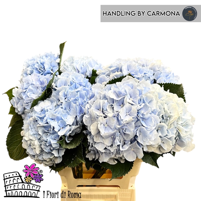 <h4>HYDR M CH VERENA BL</h4>
