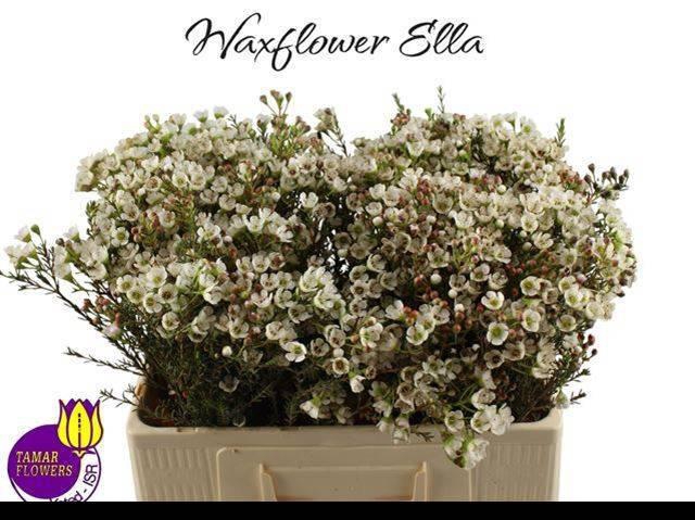 <h4>CHAME UN ELLA</h4>