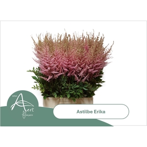 ASTIL AR ERIKA