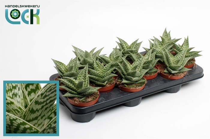 <h4>Aloe variegata 'Tribal'</h4>