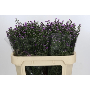 Aster Baby Pink
